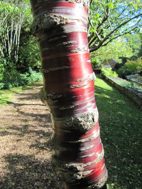 Prunus serrula