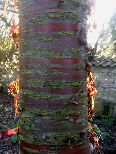 Prunus serrula