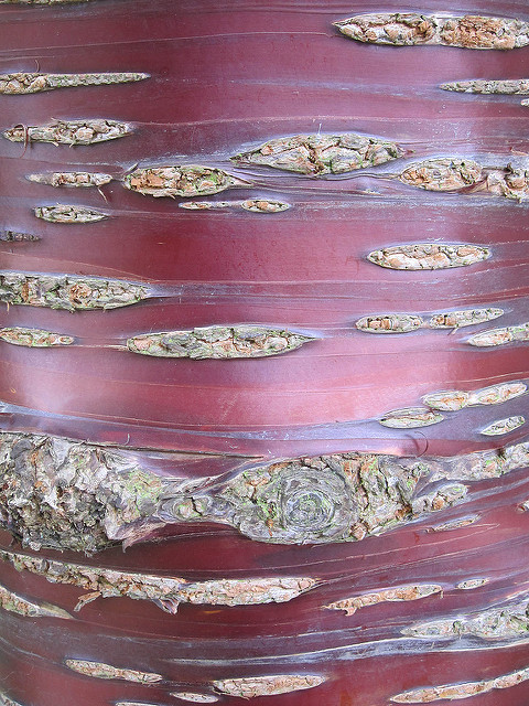 Prunus serrula