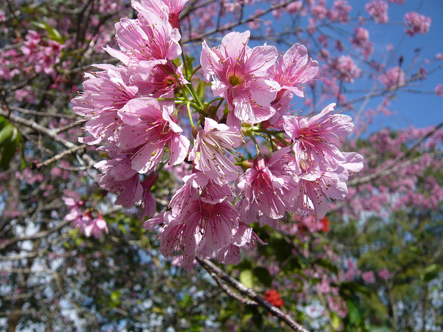 Cerisier du japon (Prunus serrulata)