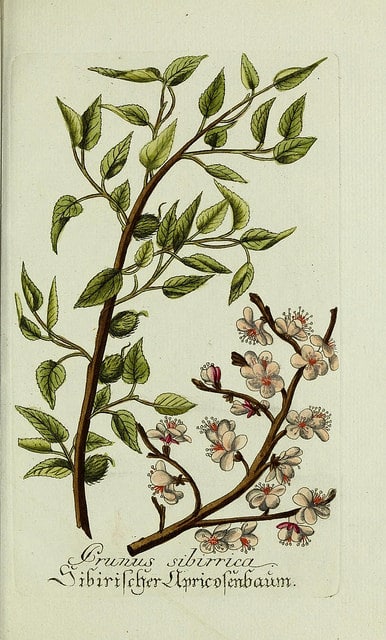 Prunus sibirica