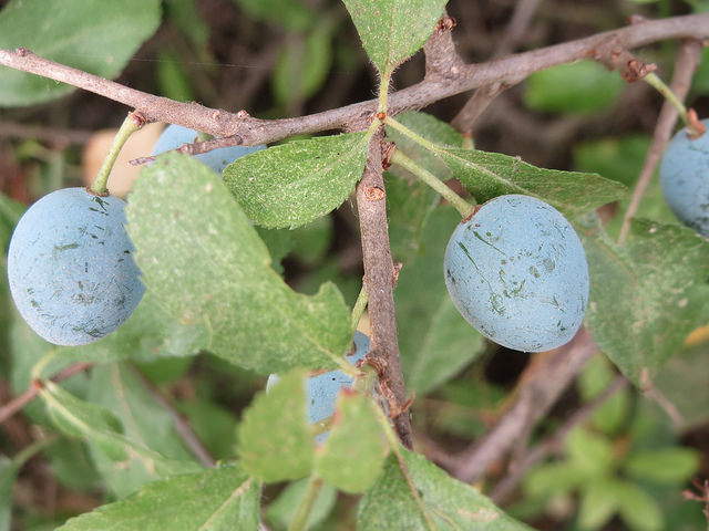 Prunellier