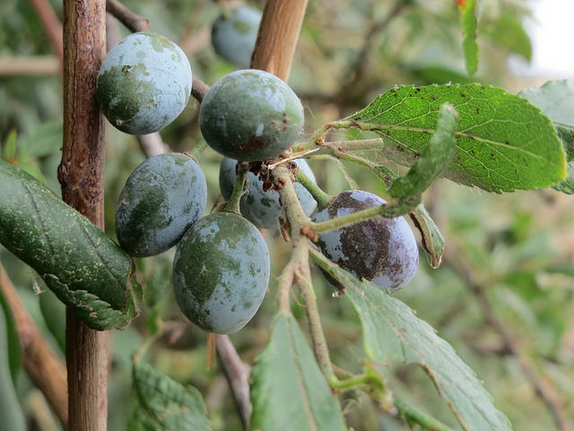 Prunellier