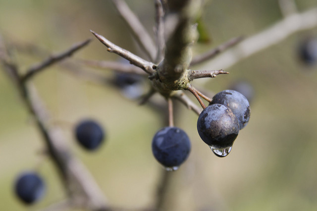 Prunellier