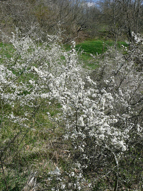 Prunellier