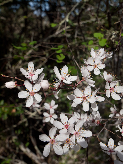 Prunus subcordata (Prunus subcordata)