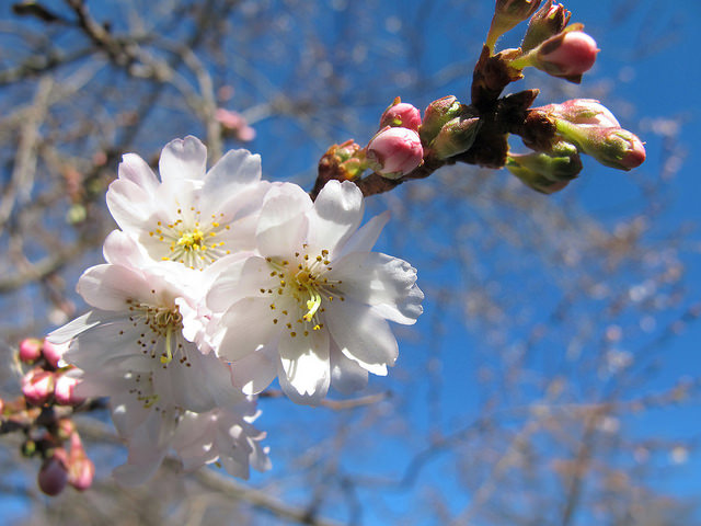Prunus subhirtella