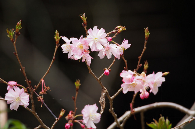 Prunus subhirtella
