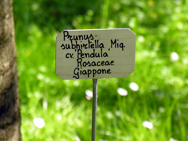 Prunus subhirtella
