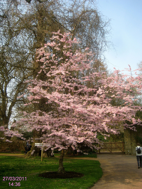 Prunus subhirtella