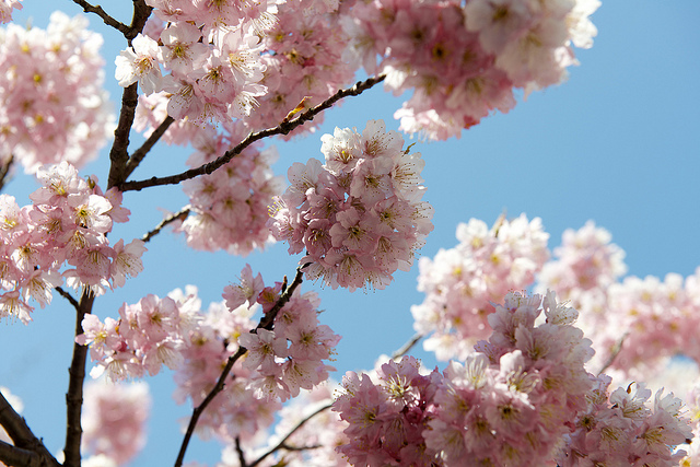 Prunus subhirtella