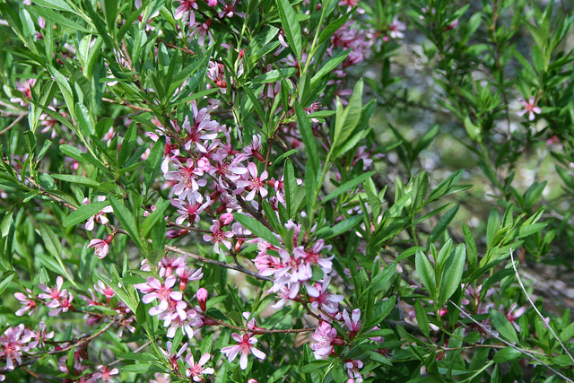 Amandier nain (Prunus tenella)