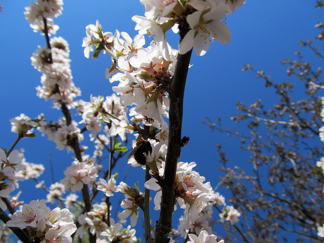 Ragouminier (Prunus tomentosa)
