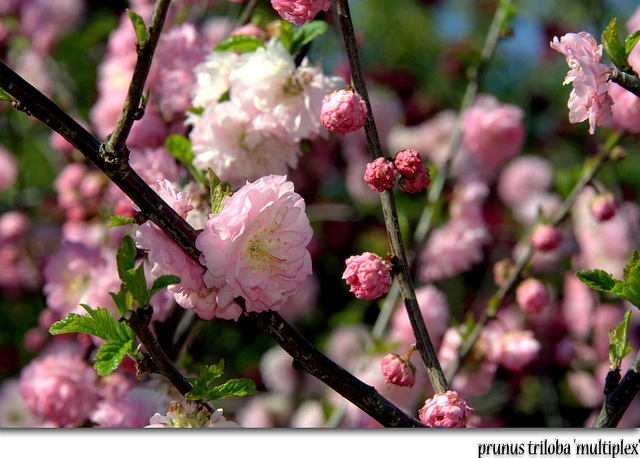 Amandier de chine