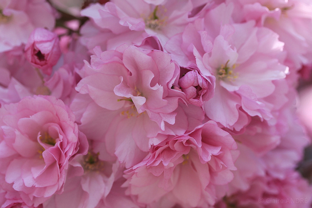 Amandier de chine (Prunus triloba)