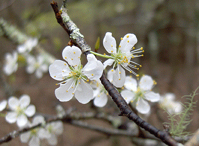 Prunus umbellata (Prunus umbellata)