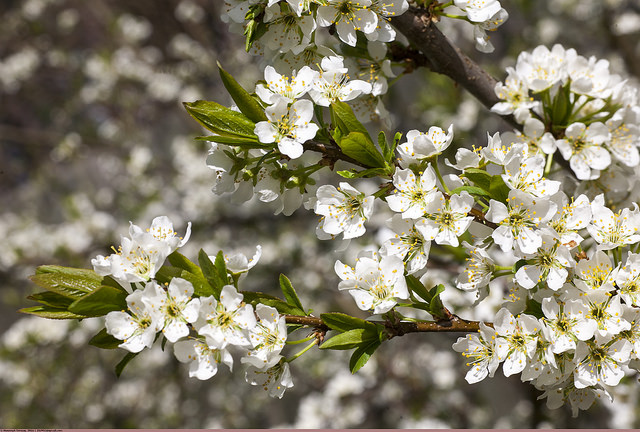 Prunus ussuriensis