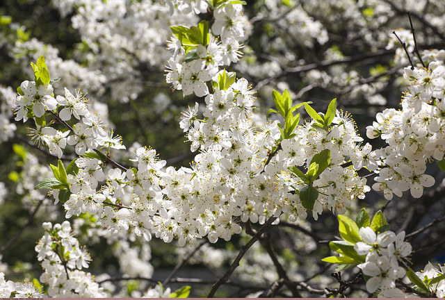 Prunus ussuriensis