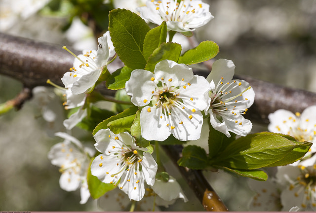 Prunus ussuriensis