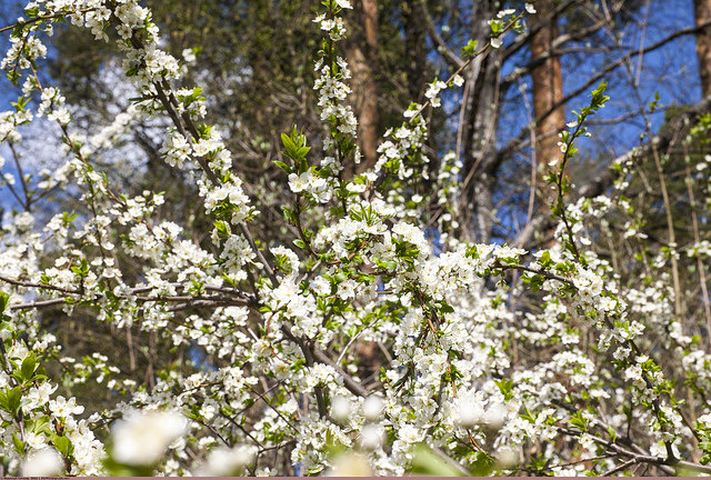 Prunus ussuriensis