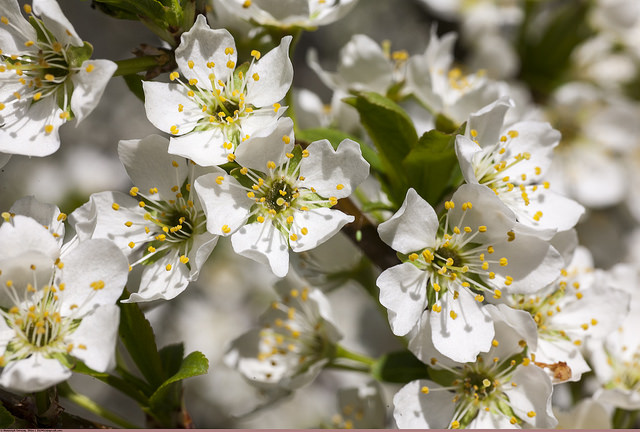 Prunus ussuriensis