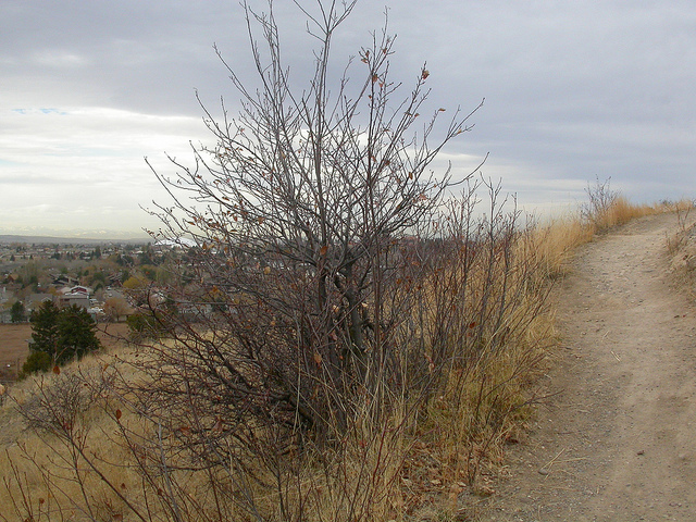 Cerisier de virginie (Prunus virginiana)