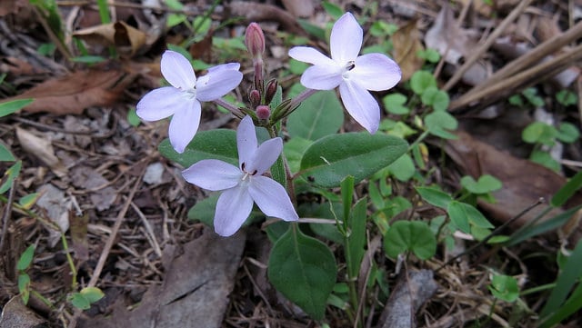 Pseuderanthemum variabile