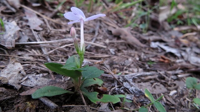 Pseuderanthemum variabile