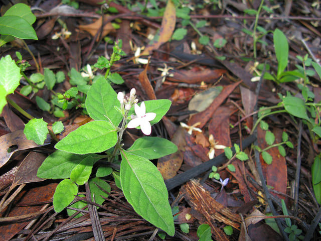 Pseuderanthemum variabile