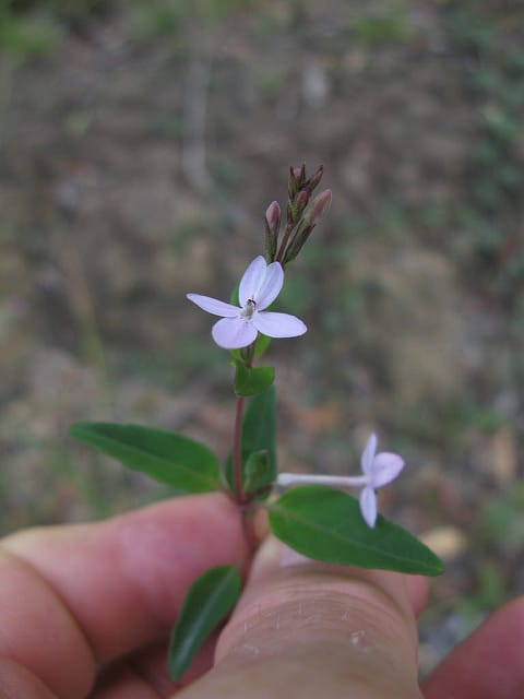 Pseuderanthemum variabile
