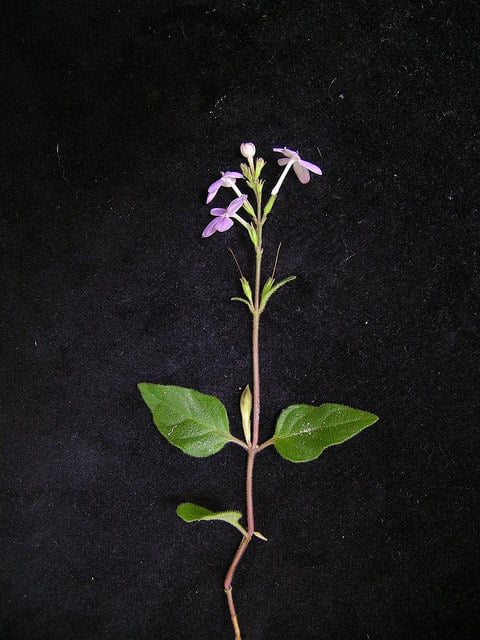 Pseuderanthemum variabile