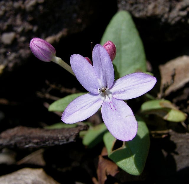 Pseuderanthemum variabile (Pseuderanthemum variabile)