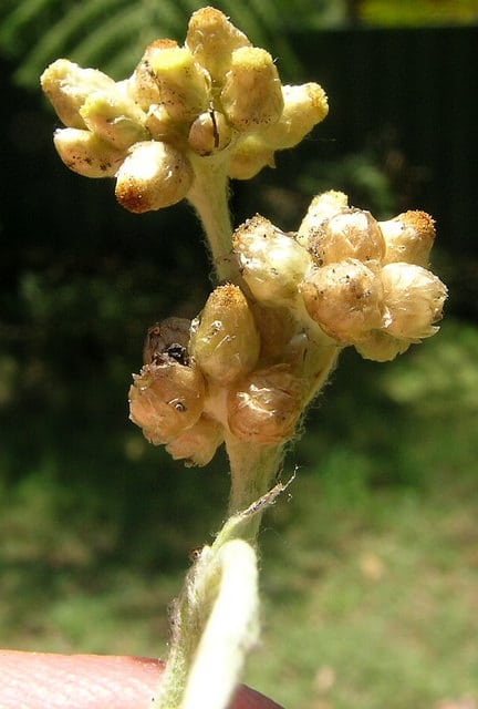 Gnaphale blanc jaunâtre
