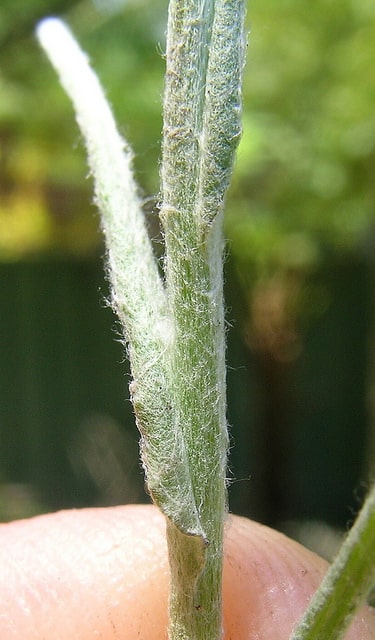 Gnaphale blanc jaunâtre