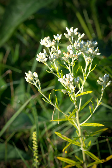 Pseudognaphalium obtusifolium