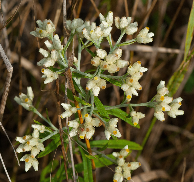 Pseudognaphalium obtusifolium