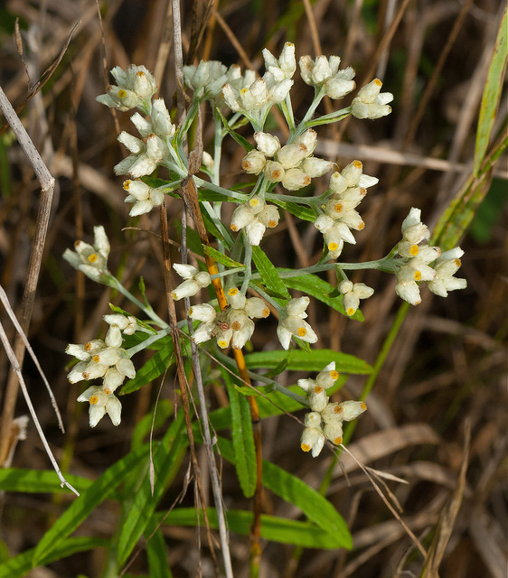 Pseudognaphalium obtusifolium
