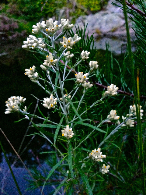 Pseudognaphalium obtusifolium