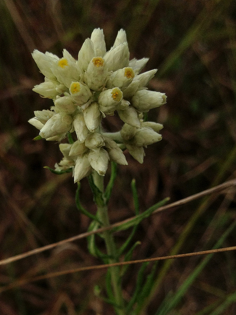 Pseudognaphalium obtusifolium