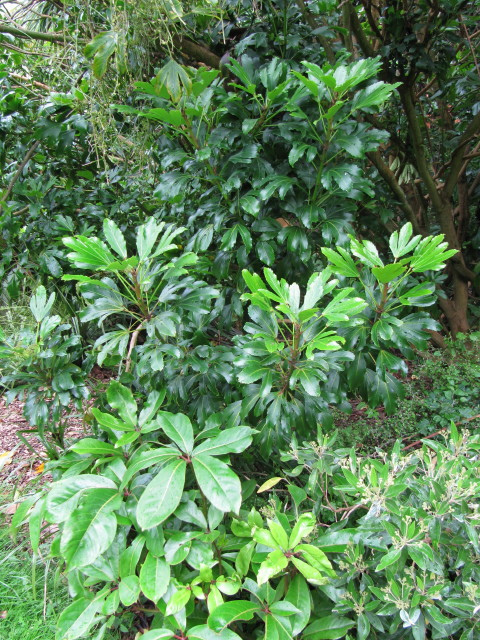 Pseudopanax arboreus