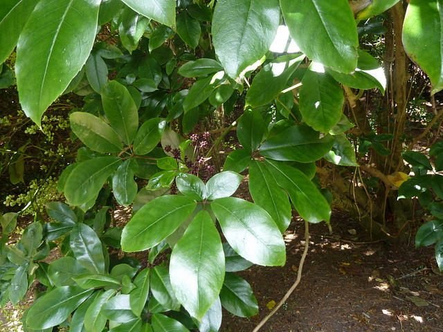 Pseudopanax arboreus