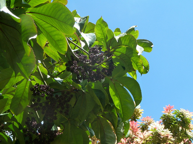 Pseudopanax arboreus (Pseudopanax arboreus)