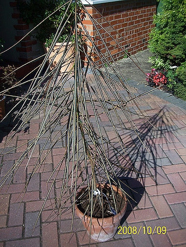 Pseudopanax crassifolius (Pseudopanax crassifolius)