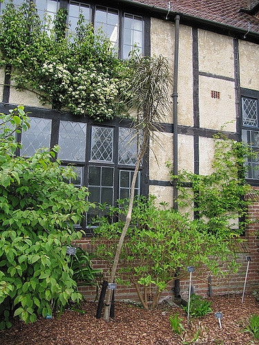 Pseudopanax crassifolius