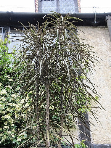 Pseudopanax crassifolius