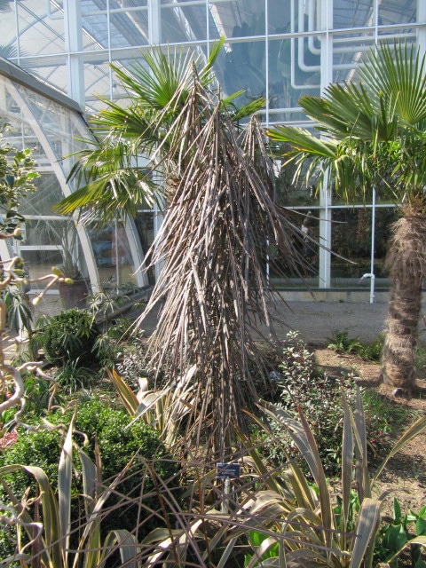 Pseudopanax crassifolius