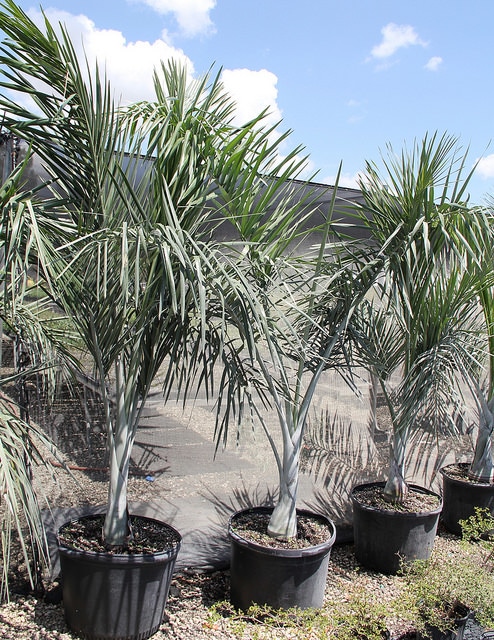 Pseudophoenix sargentii