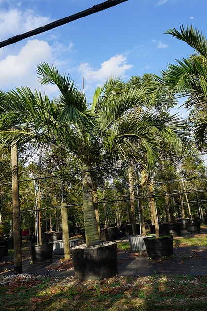 Pseudophoenix sargentii