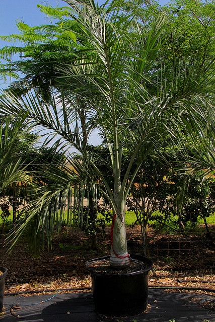 Pseudophoenix sargentii