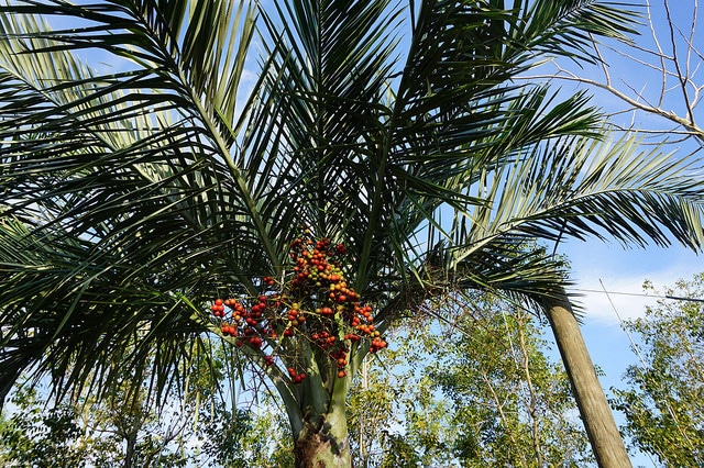 Pseudophoenix sargentii